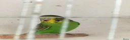 Budgerigars birds for sale: Baby buggies  - Advert 5