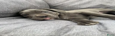 Cane Corso 1