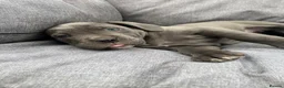 Cane Corso dogs for sale: Cane Corso Puppies in Leicester - Advert 9