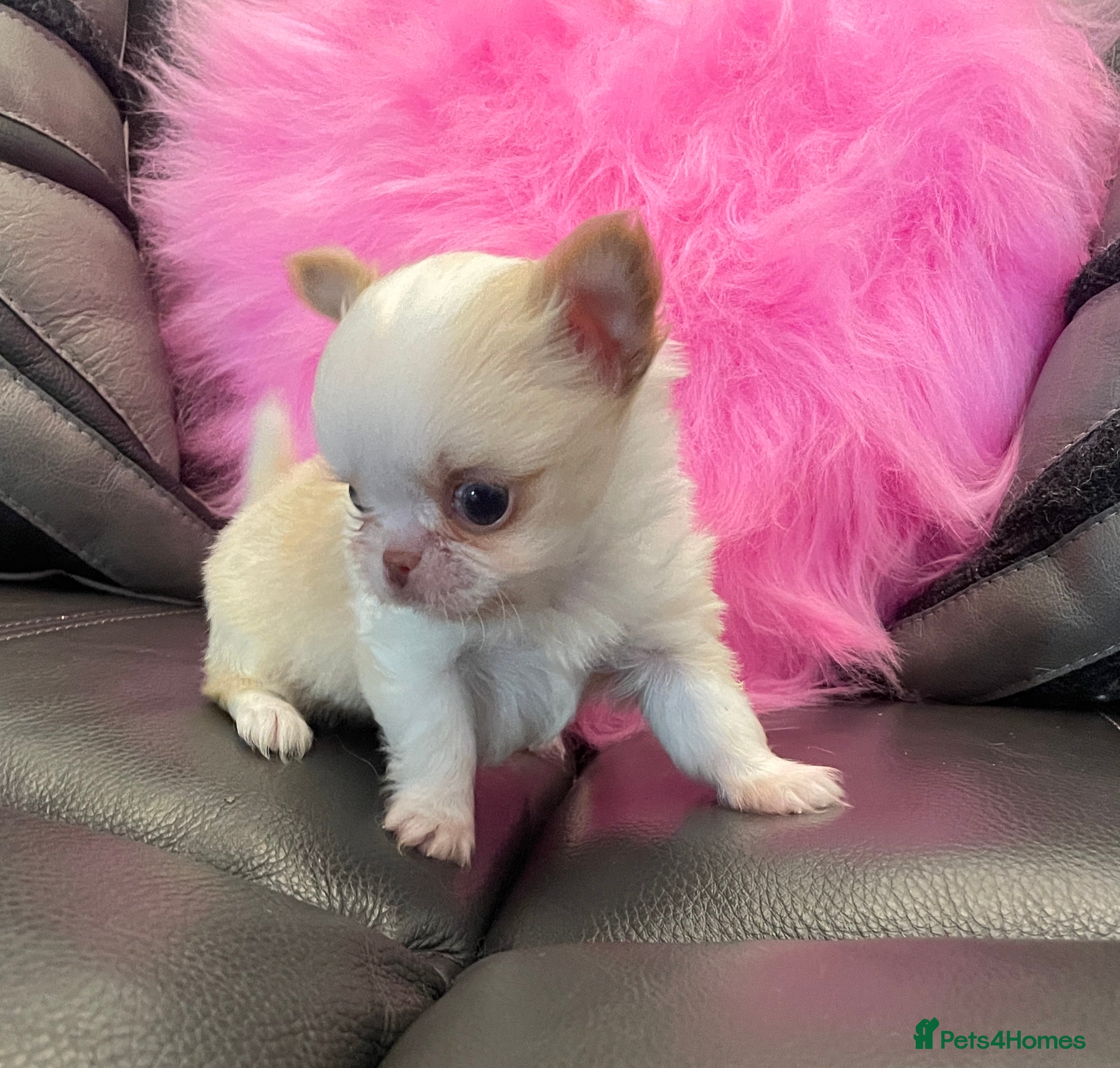 Chihuahua dogs Gorgeous , tiny Longcoat Boy Kc 🌟🌟🌟🌟🌟 - Advert 5