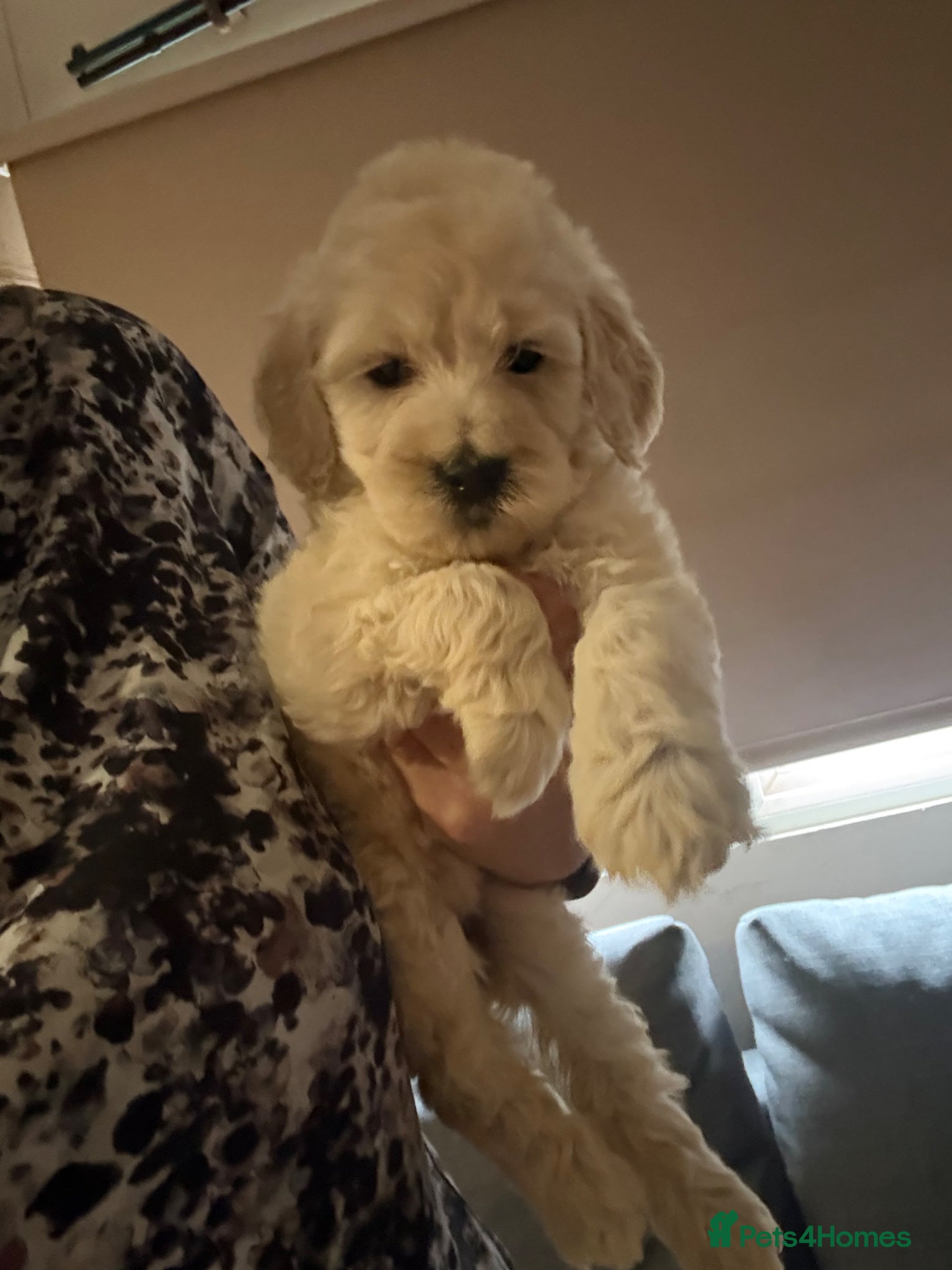 Goldendoodle dogs Goldendoodle puppies for sale ready to leave  - Advert 1