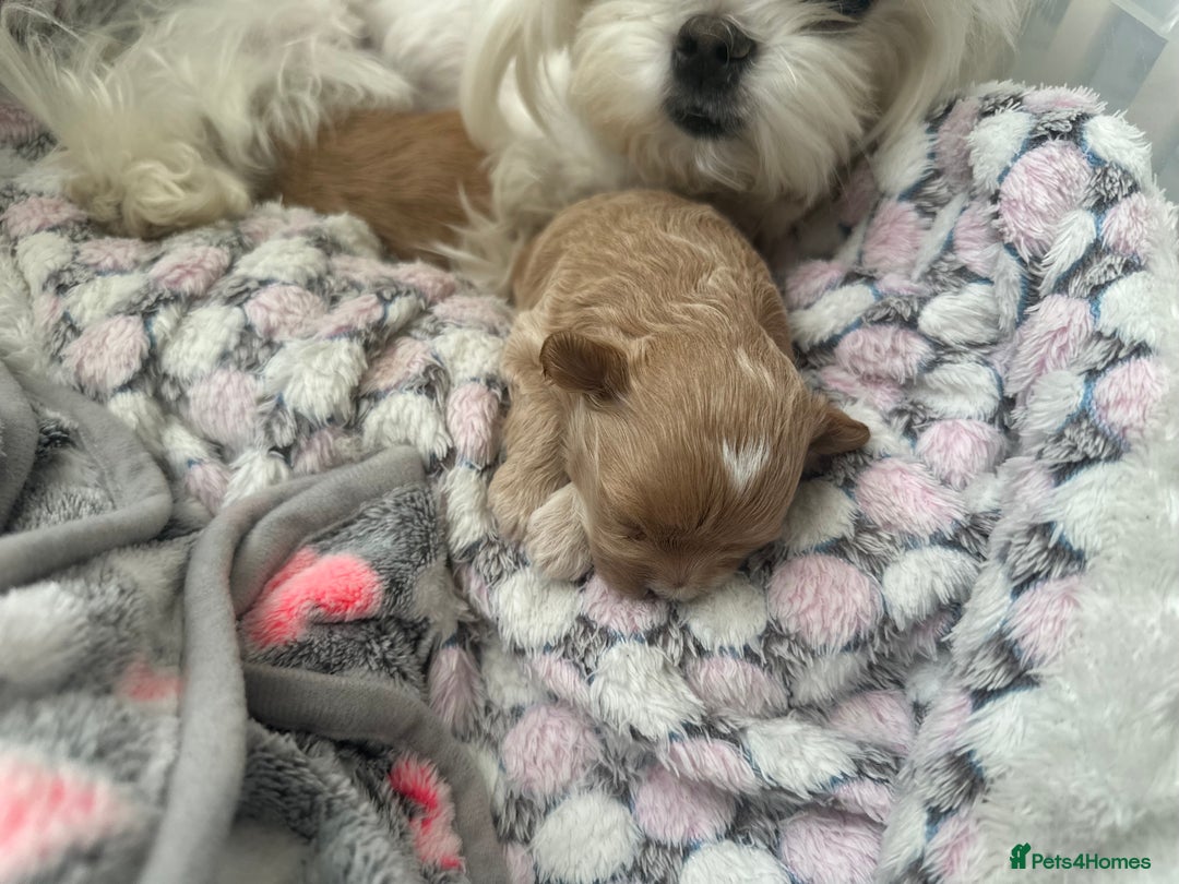 Maltipoo dogs for sale: 🧸Incredible Doll Face KOREAN/ASIAN 🧸 - Image 4