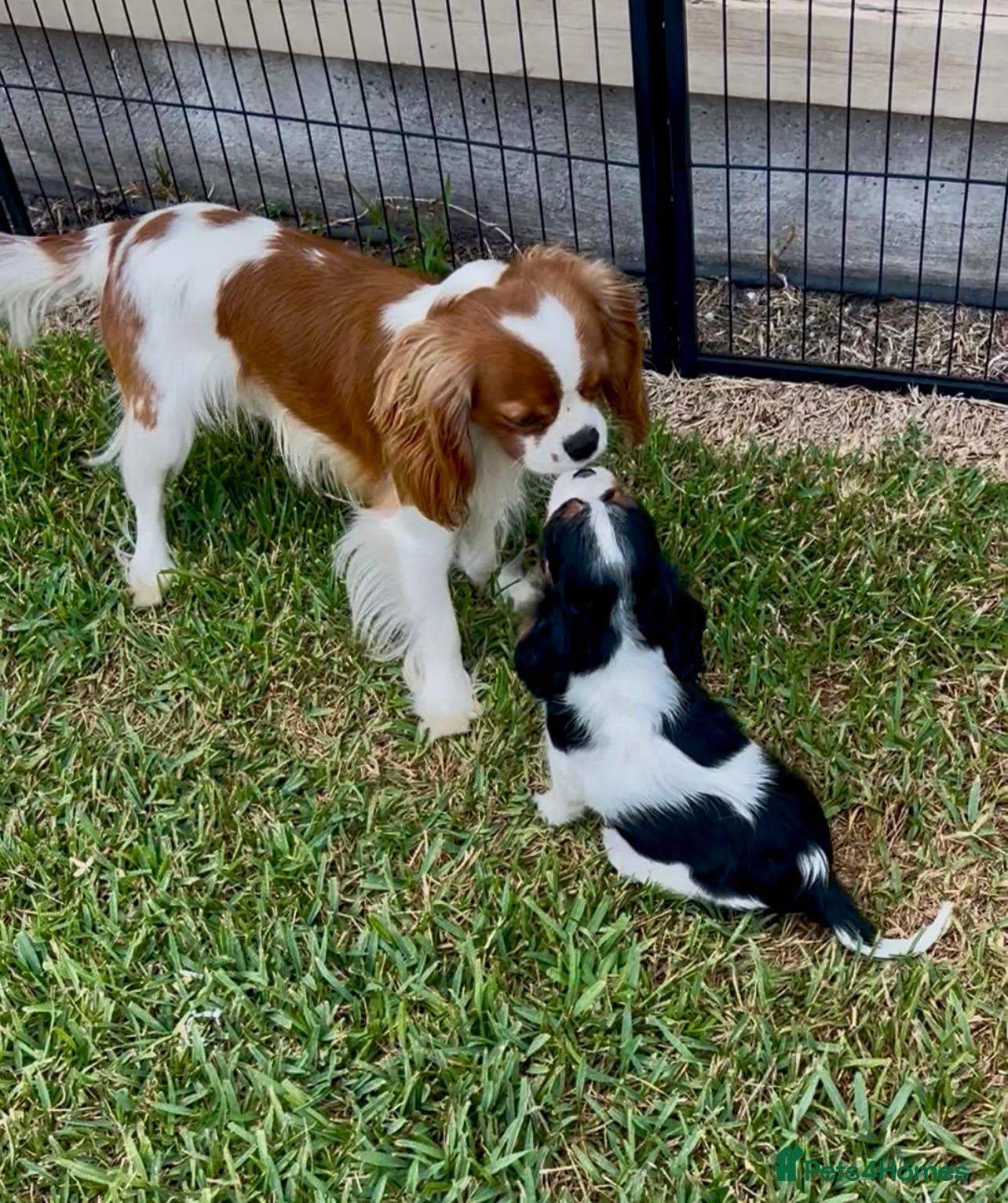 Cavalier King Charles Spaniel dogs for sale: Champion Cavalier Puppies - Advert 1