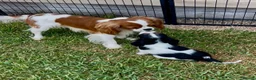 Cavalier King Charles Spaniel dogs for sale: Champion Cavalier Puppies in Wilmslow - Advert 1