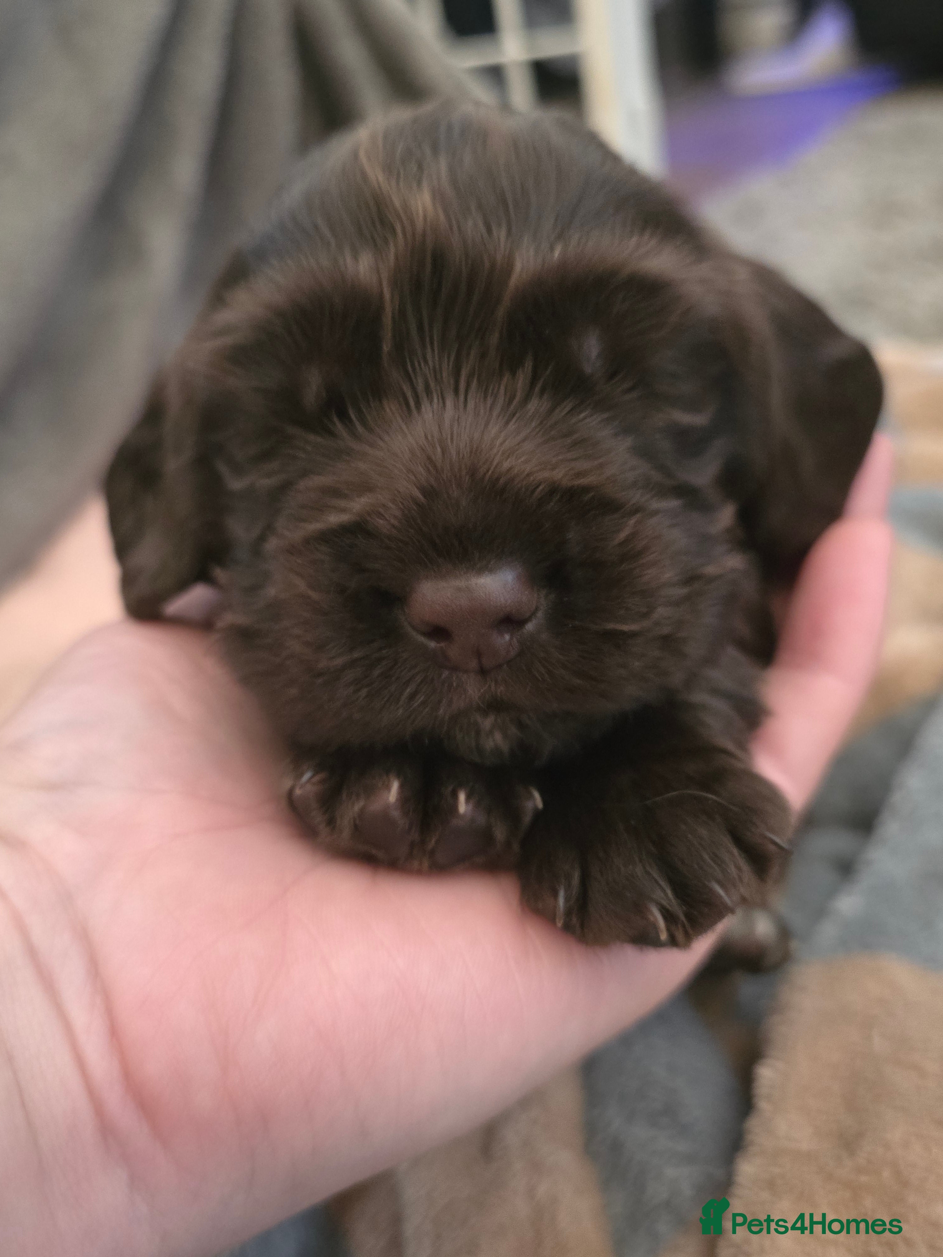 Cocker Spaniel dogs for sale: KC Reg Working Cocker Spaniel Pups ** 1 Boy Left** - Advert 34