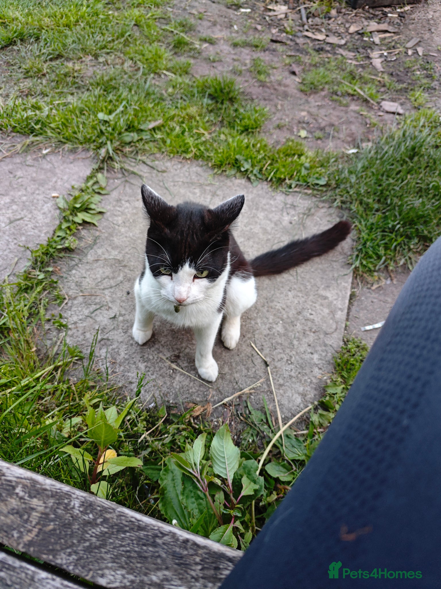 Mixed Breed cats for sale: 2 female cats - Advert 1