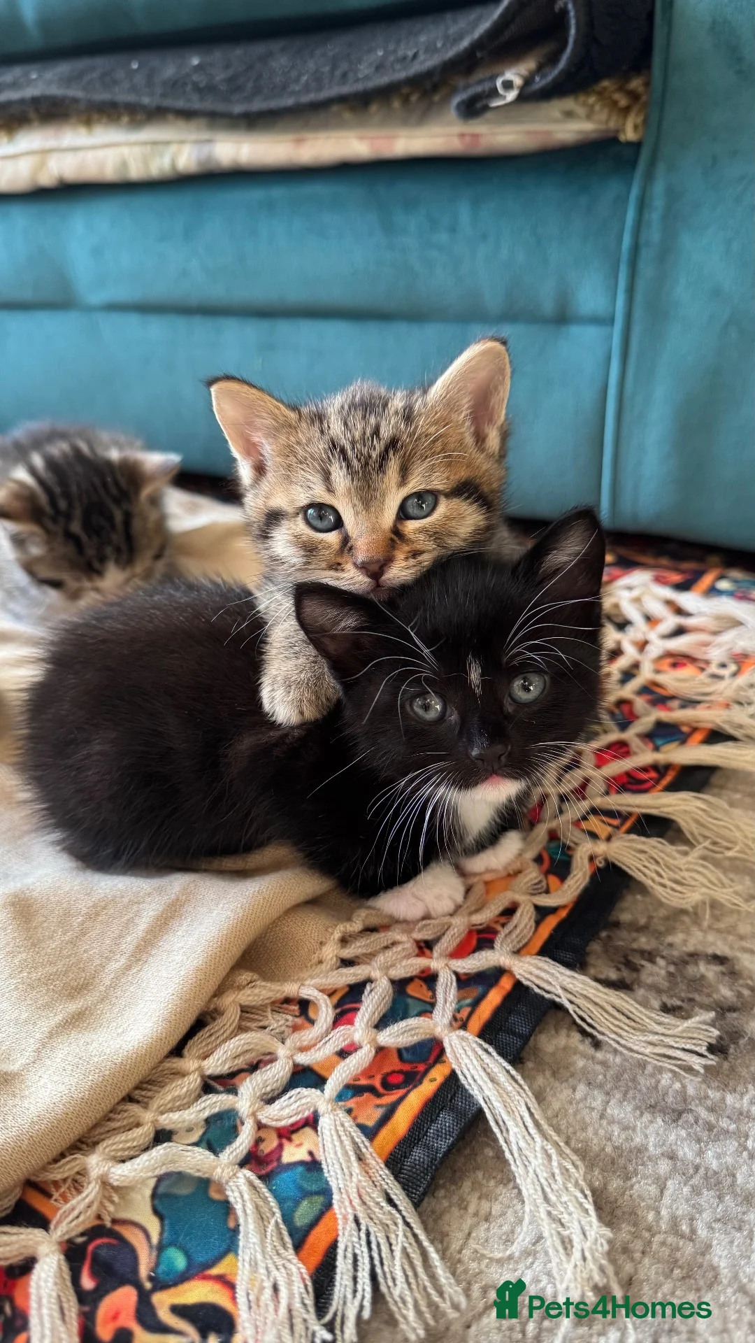 Domestic Shorthair cats for sale: Five Kittens looking for homes! Cute dispositions! - Advert 16