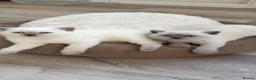 British Shorthair cats for sale: Exceptional GCCF British Shorthair Colourpoints - Advert 5
