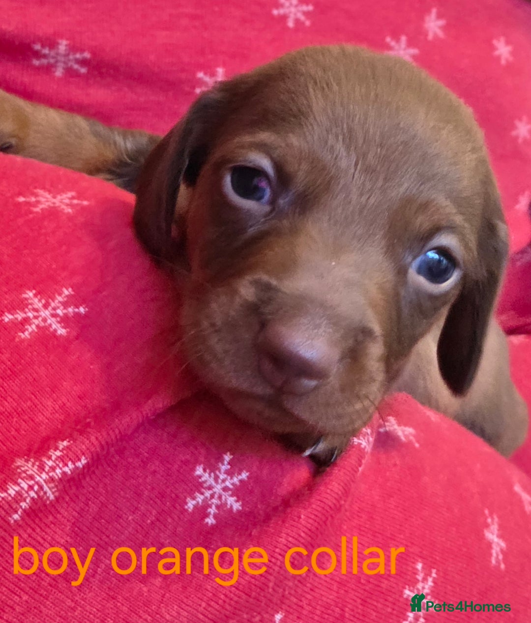 Dachshund dogs for sale: Dachshund  - Advert 24