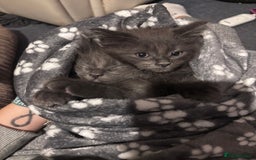 Ragcoon cats for sale: Beautiful Maine Coon x Ragdoll Kittens  Available - Image 5