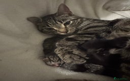 Mixed Breed cats for sale: Two kittens  - Image 7