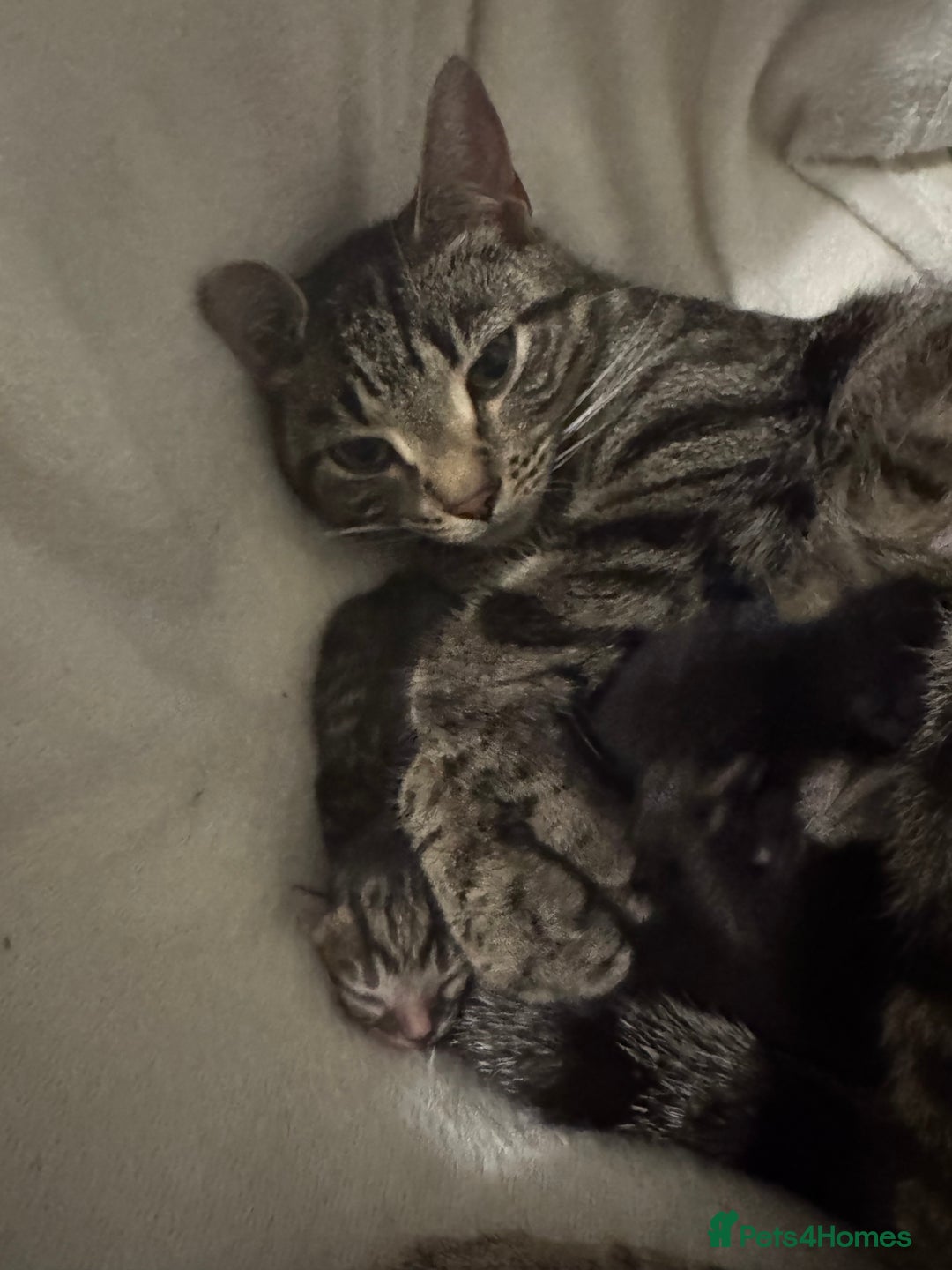 Mixed Breed cats for sale: Two kittens  - Image 7