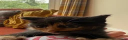 Mixed Breed cats for sale: Gorgeous Litter of BSH X Long Haired Kittens in Usk - Advert 4