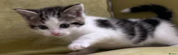 Mixed Breed cats for sale: LAYLA’S GORGEOUS LITTER OF FIVE 🐱 🐈 🐈‍⬛ 🐱 🐈  - Advert 27