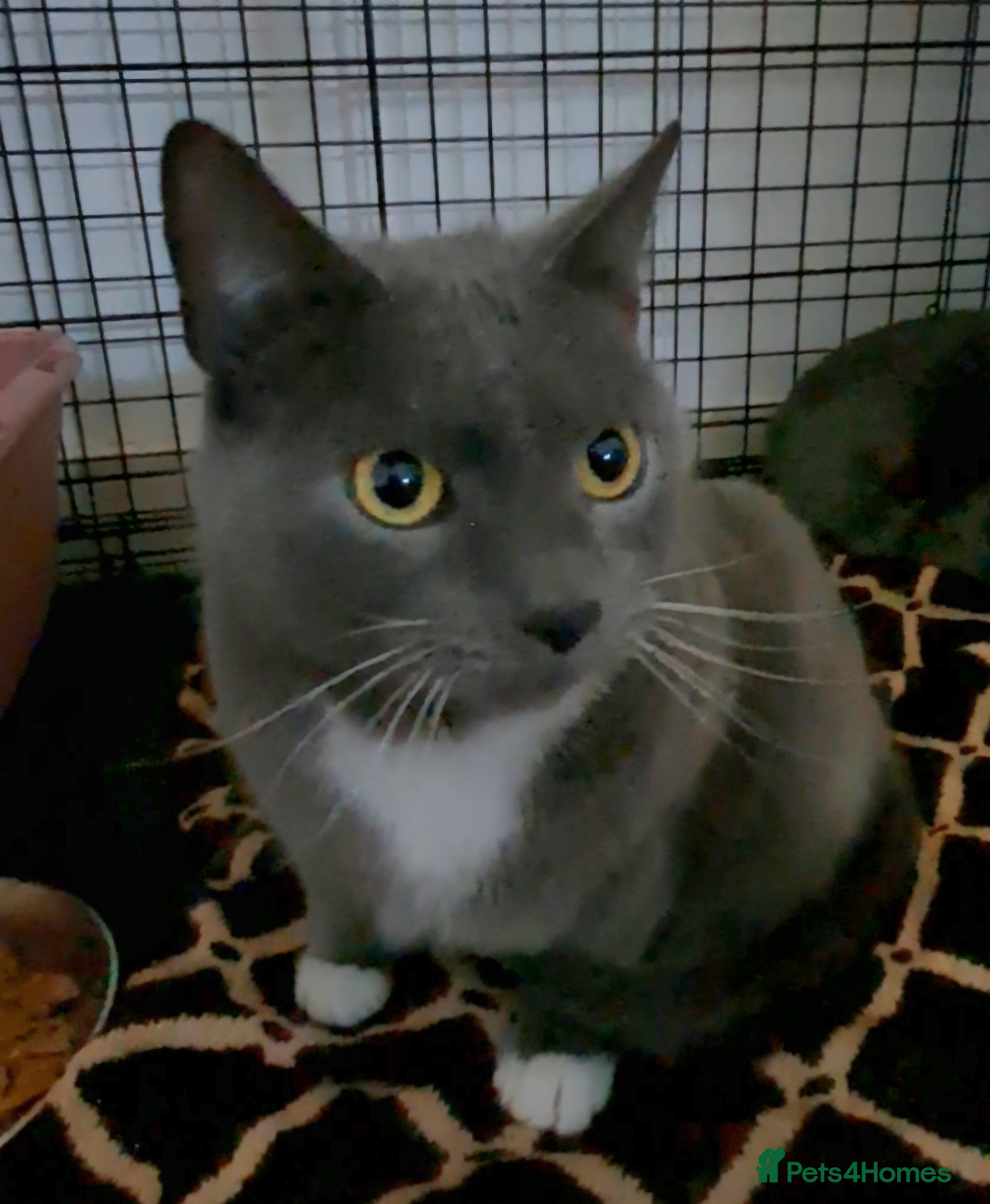 Mixed Breed cats Sweetest BSH boy with green eyes needs a home. - Advert 6