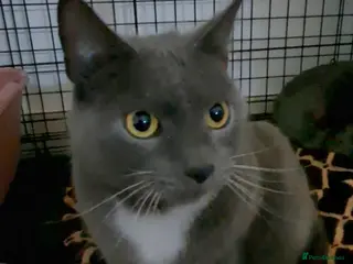 Mixed Breed cats Sweetest BSH boy with green eyes needs a home. - Advert 6