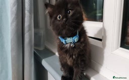RagaMuffin cats for sale: Male kitten  - Image 1