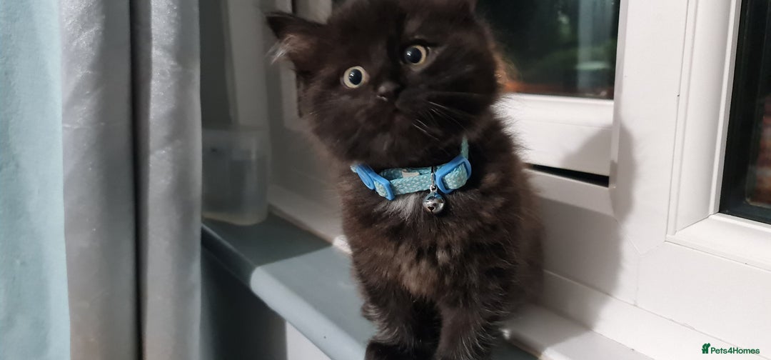 RagaMuffin cats for sale: Male kitten  - Image 1