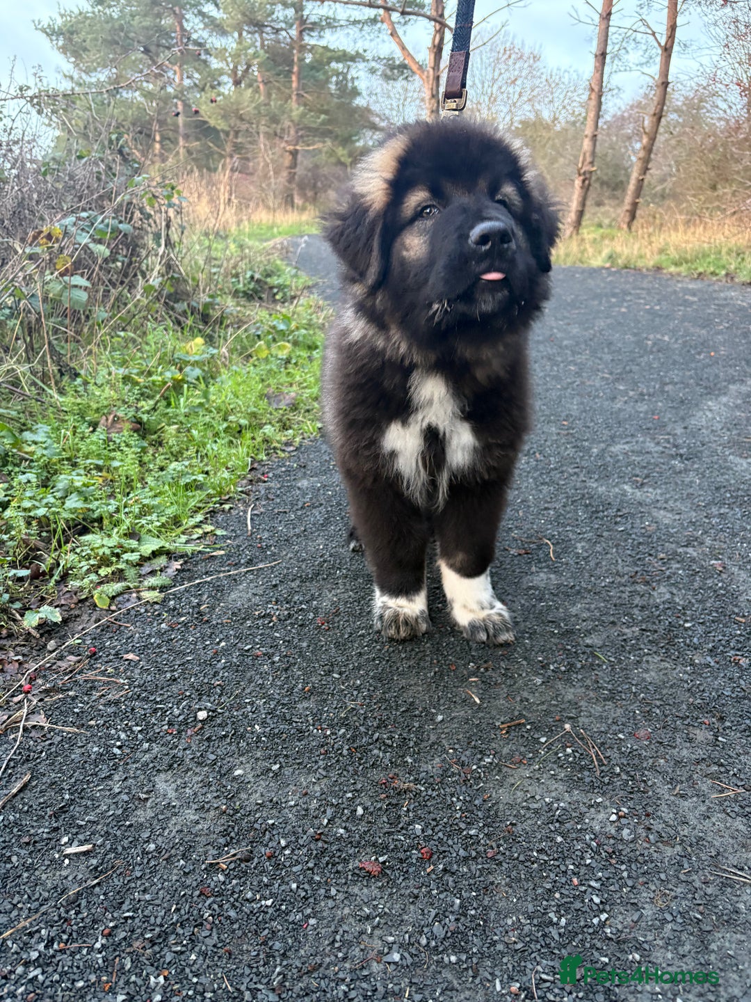 Caucasian Shepherd Dog dogs for sale: Male puppy Caucasian shepherd  - Advert 2