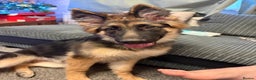 German Shepherd dogs for sale: Gorgeous German Shepard puppy - Advert 2