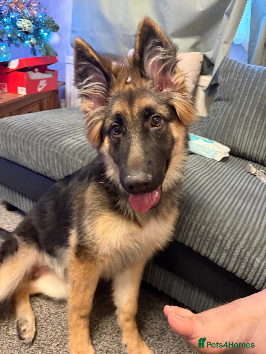 German Shepherd dogs for sale: Gorgeous German Shepard puppy - Advert 2