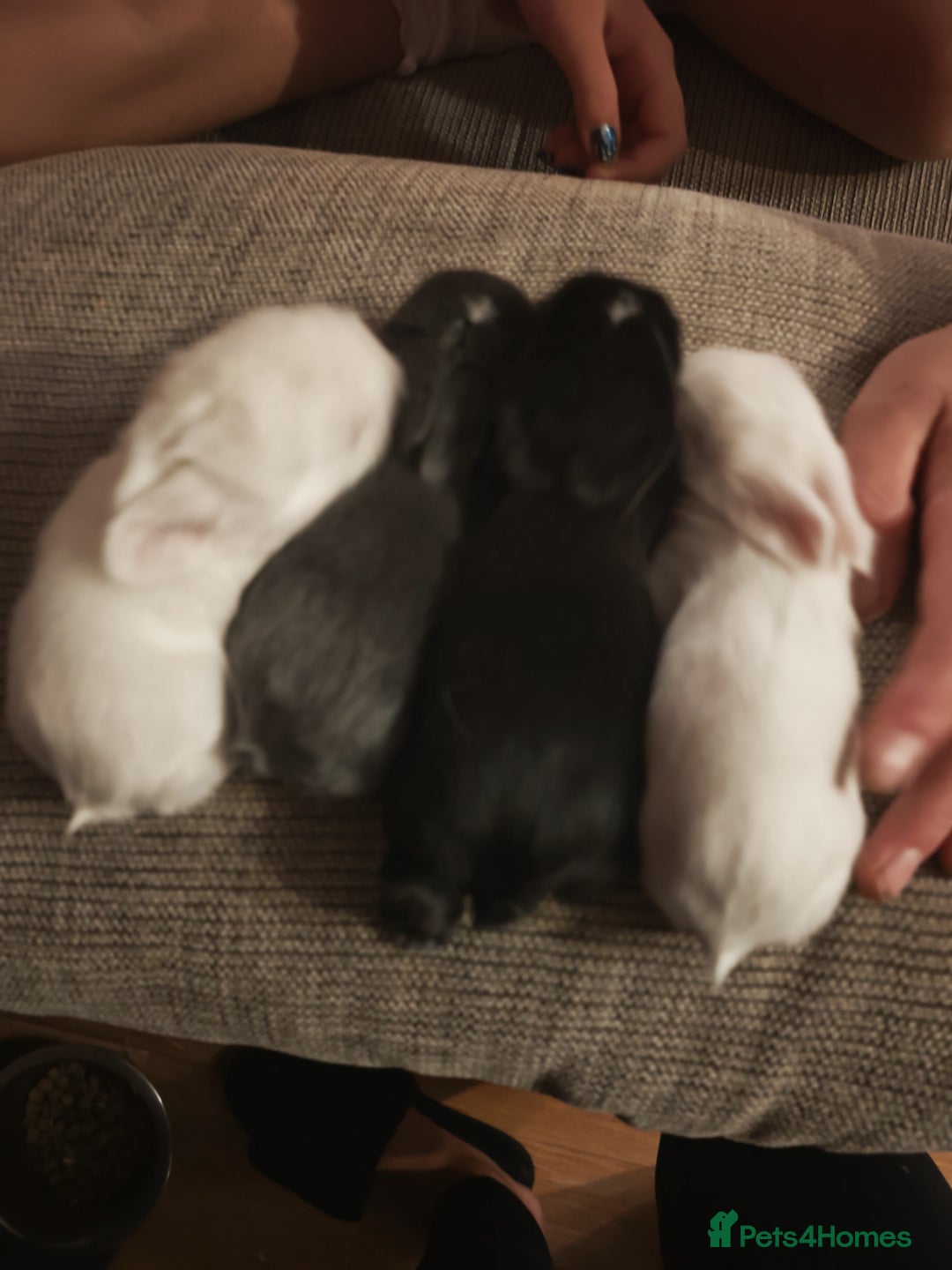 Lionhead rabbits for sale: 4 baby Lionhead rabbits - Advert 28