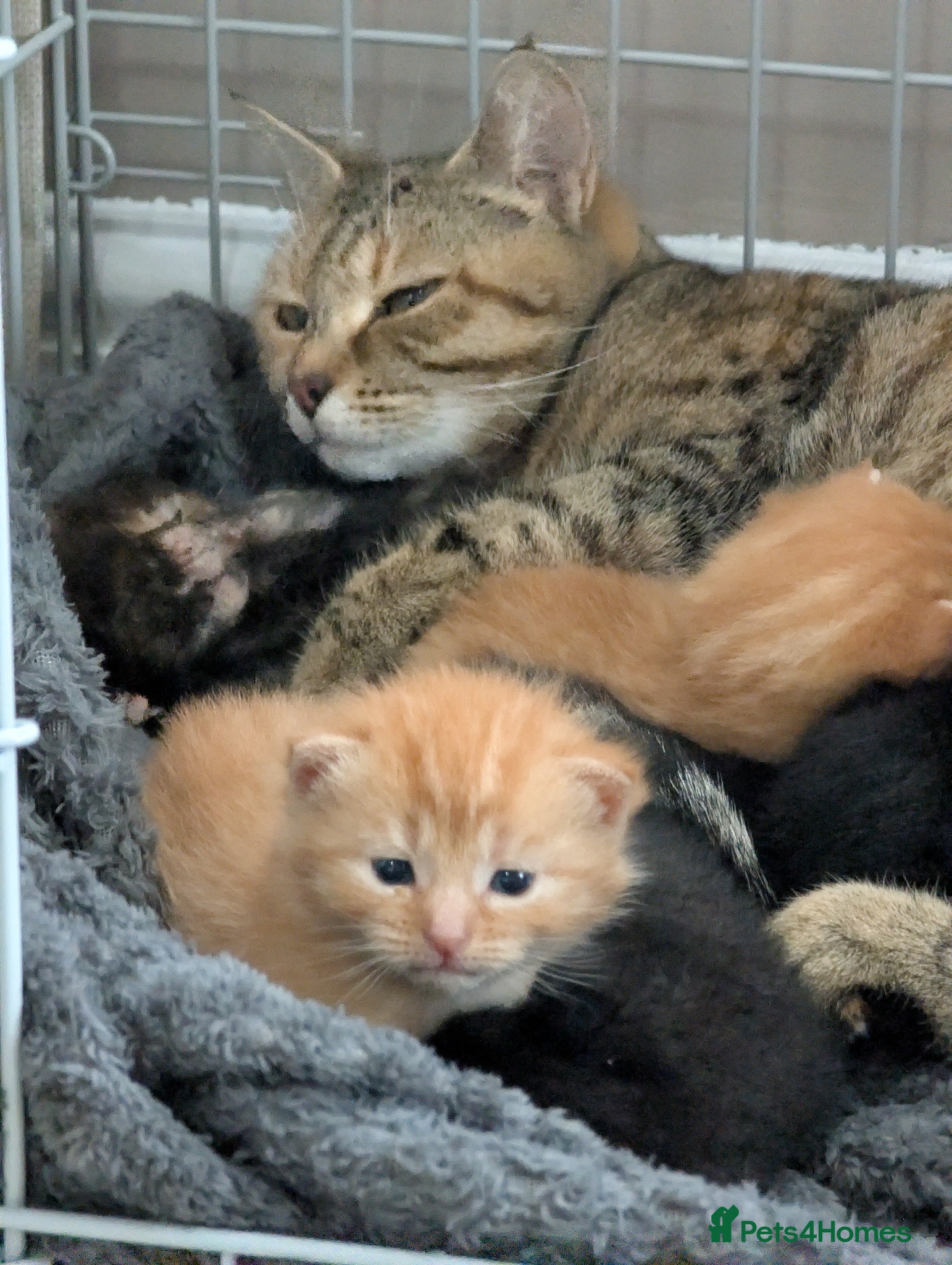 Mixed Breed cats Beautiful kittens - Advert 1