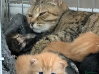 Mixed Breed cats Beautiful kittens - Advert 1