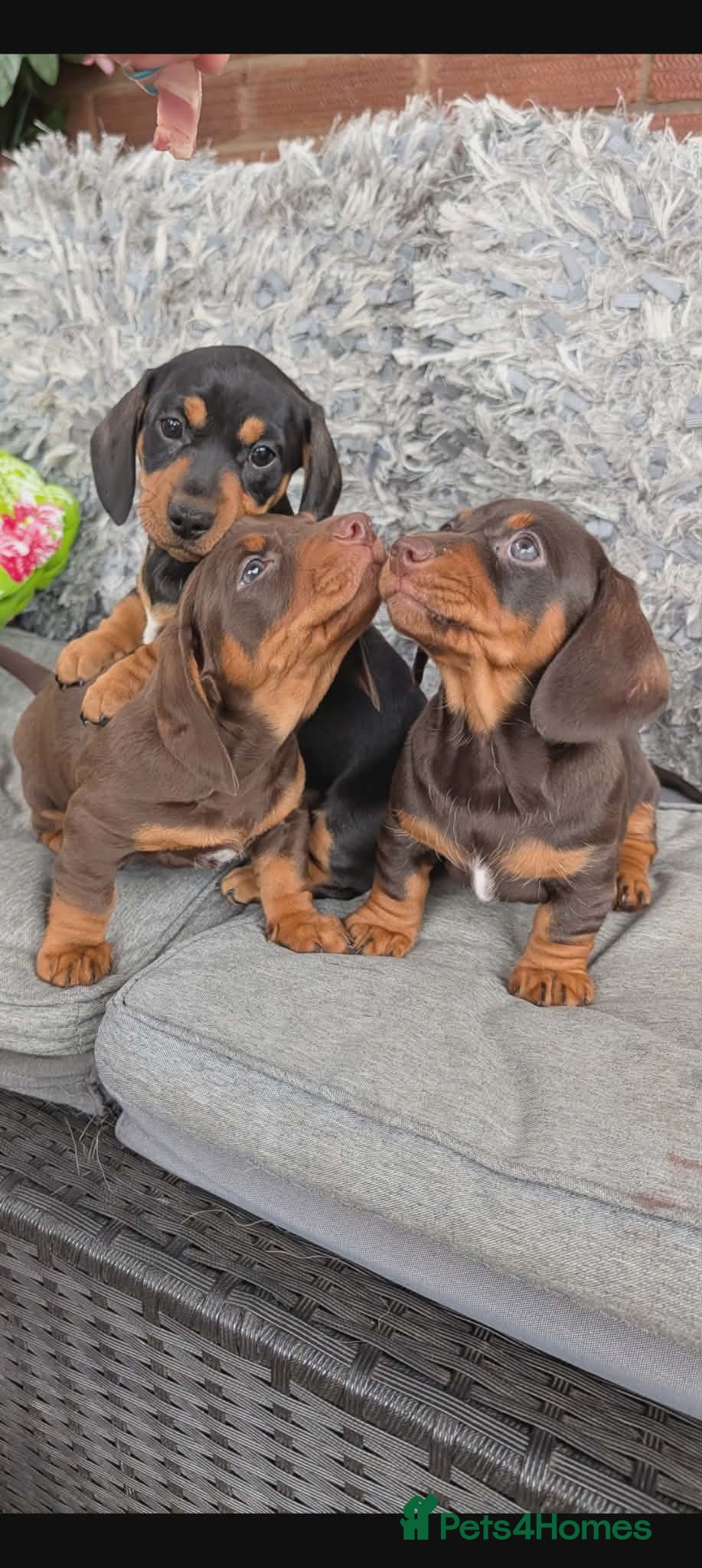 Miniature Dachshund dogs Miniature dachshund puppies - Advert 4