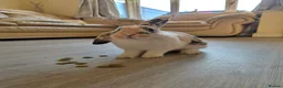Mini Lop rabbits for sale: Male minilop rabbit - Advert 8
