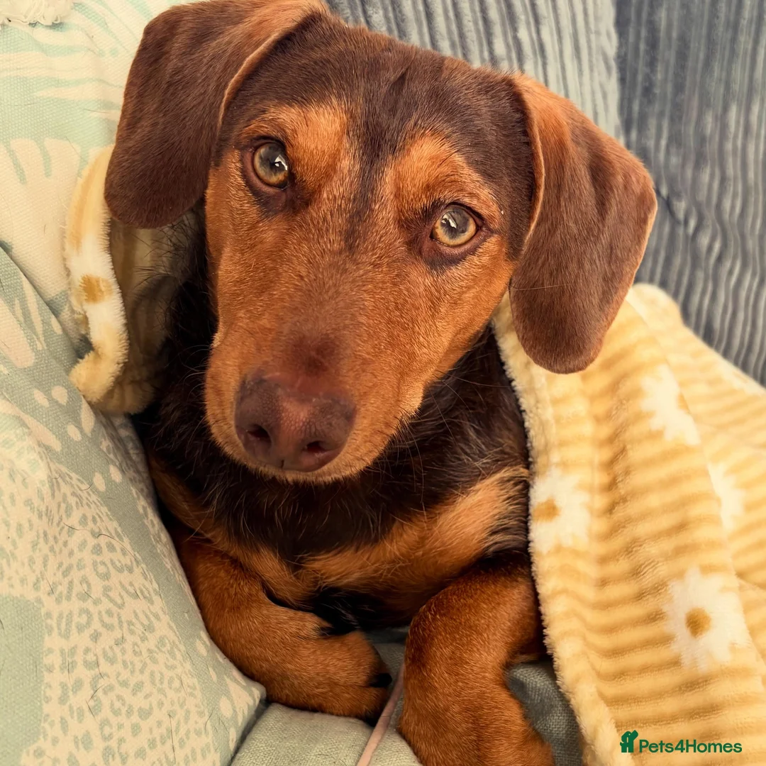 Mixed Breed dogs for sale: Dachshund mix - Advert 2