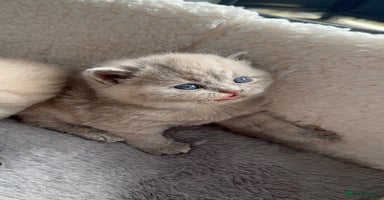 British Shorthair cats - Advert 2