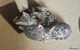 Bengal cats for sale: Bengal kittens. Absolutely beautiful!  - Image 6