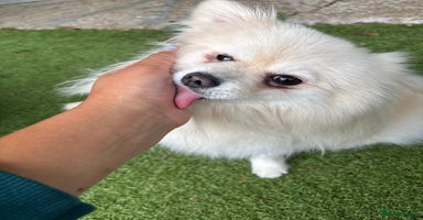 Pomeranian dogs - Advert 1