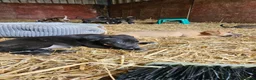 Lurcher dogs for sale: Stunning Kelpie lurchers  - Advert 29