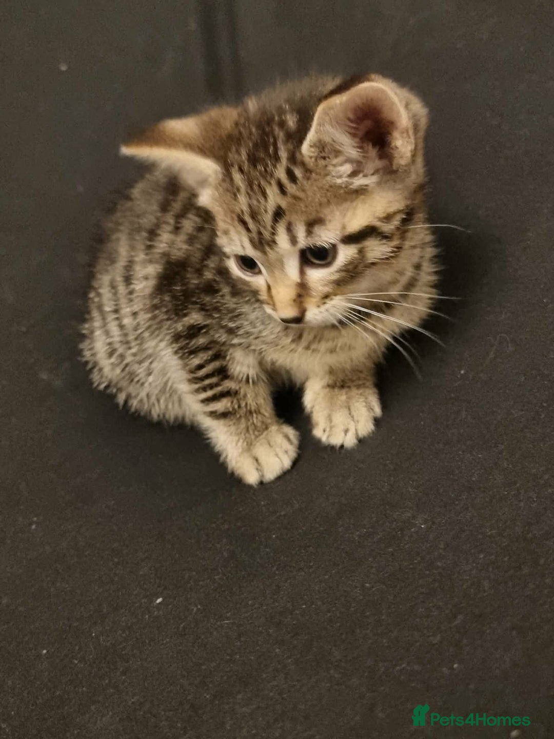 Mixed Breed cats for sale: Bangal Cross kittens  - Advert 6