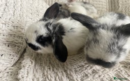 Mini Lop rabbits for sale: Mini lop babies available  - Image 23