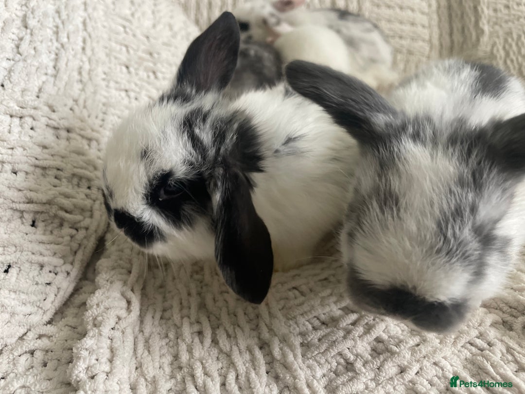 Mini Lop rabbits for sale: Mini lop babies available  - Image 23