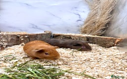 Guinea Pig rodents for sale: Multiple baby guinea pigs 💗 - Image 8
