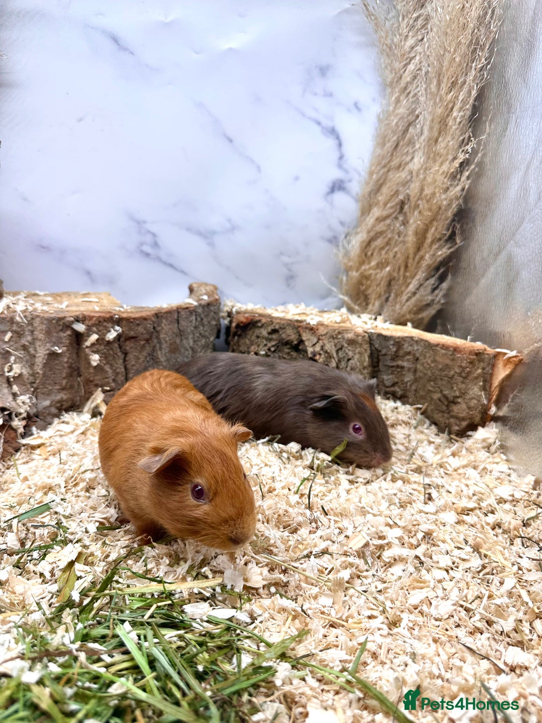 Guinea Pig rodents for sale: Multiple baby guinea pigs 💗 - Image 8