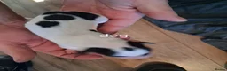 Mixed Breed dogs for sale: Collie greyhound x Beddy Whippet pups  - Advert 8