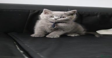 British Shorthair cats - Advert 1