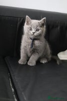 British Shorthair cats - Advert 5