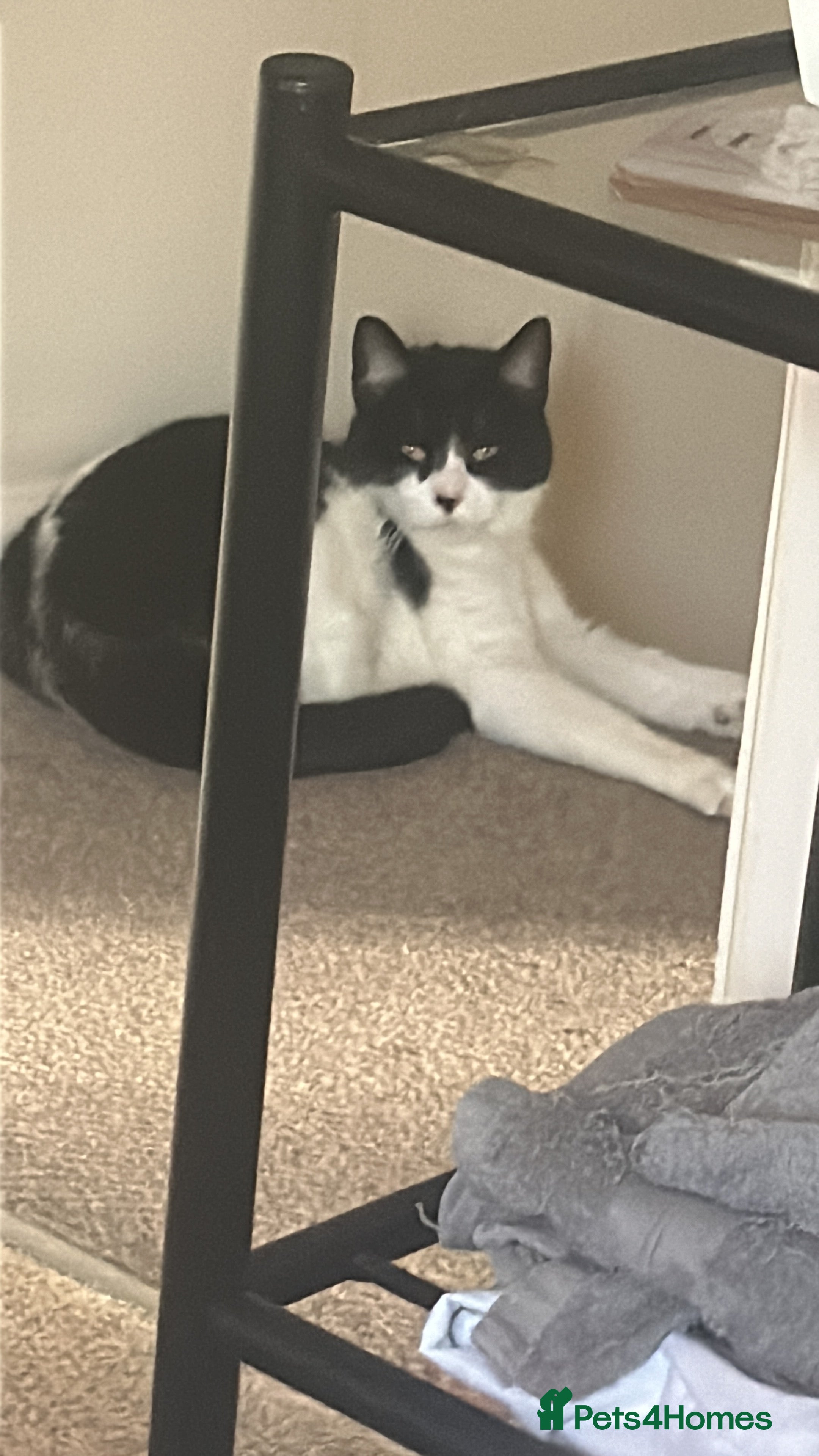 British Longhair cats Black and white female cat  - Advert 1