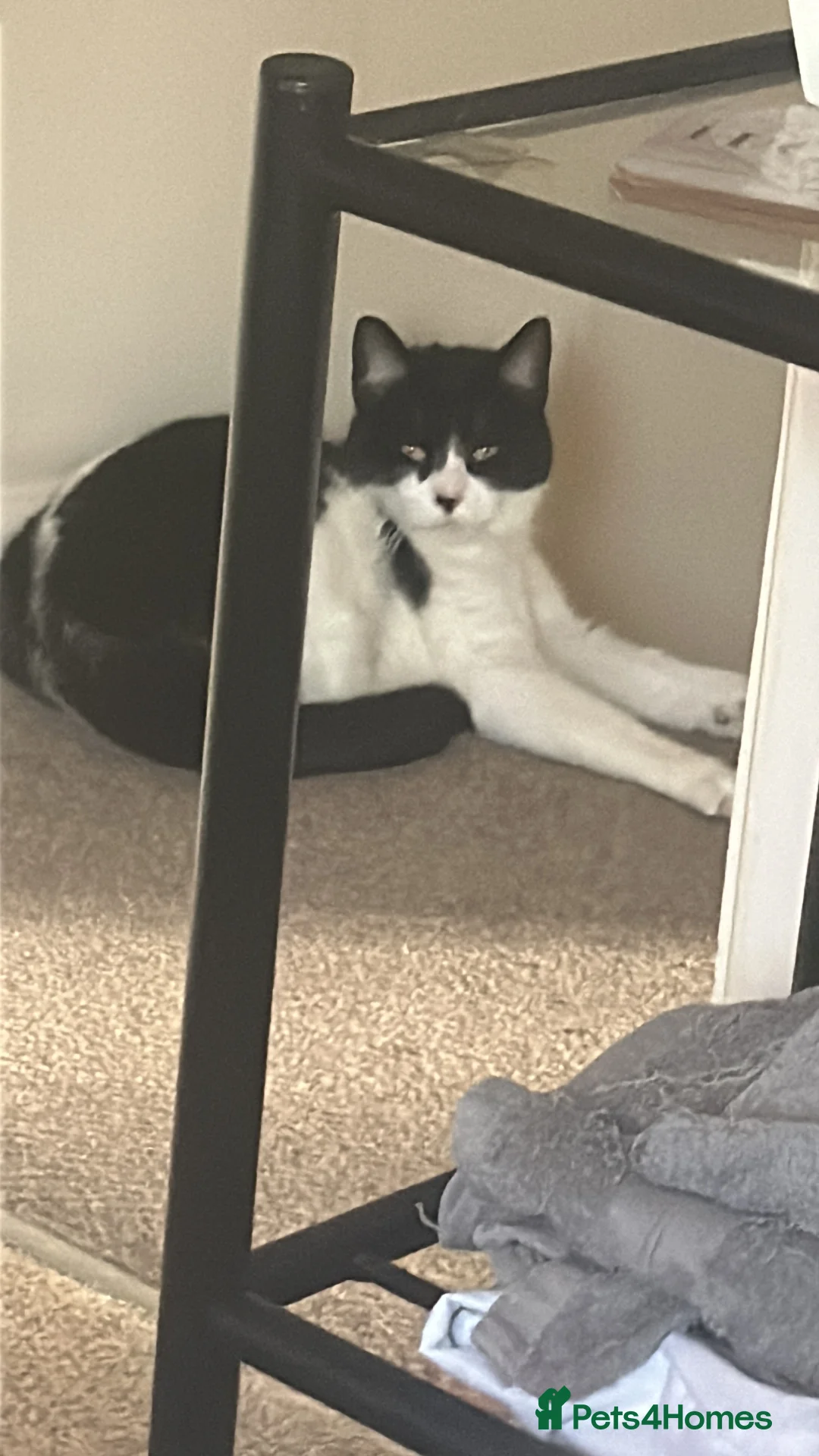 British Longhair cats for sale: Black and white female cat  in Bedford - Advert 1