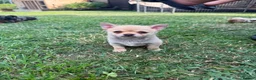 Chihuahua dogs for sale: 🌸Beautiful Chihuahua Puppies 🌸 - Advert 4