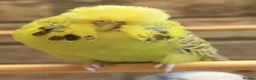 Budgerigars birds for sale: Budgies  in Sleaford - Advert 14