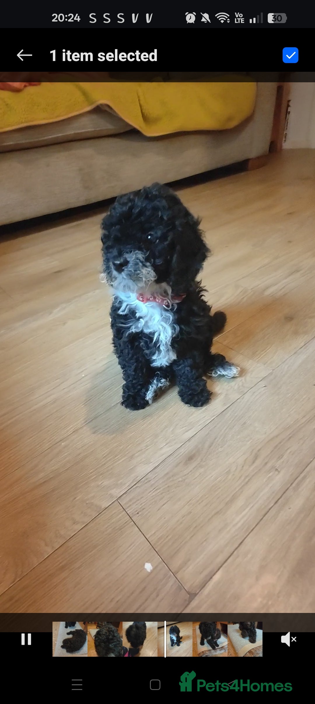 Cockapoo dogs for sale: Toy cockapoos READY NOW  - Image 19