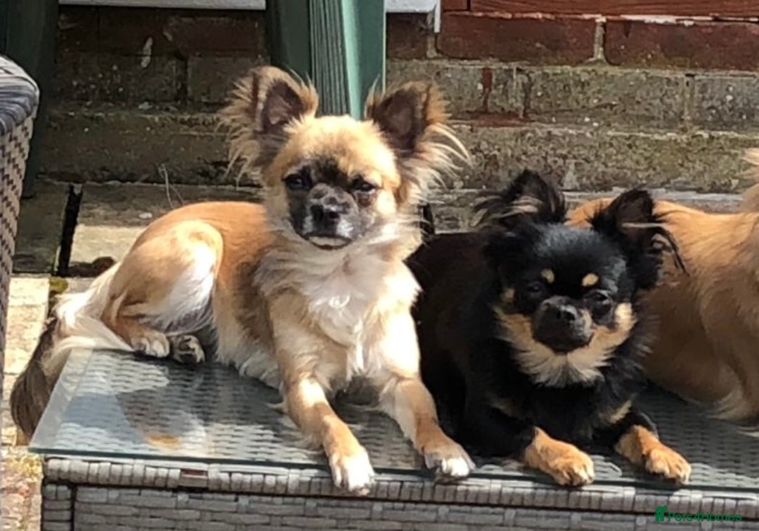Chihuahua dogs for sale: Lovely long haired Chihuahua  - Advert 16