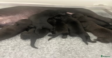 Mixed Breed dogs - Advert 2